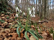 46 Dopo la macchia di ginepri e di betulle ecco una rigogliosa faggeta fiorita di bucanevi